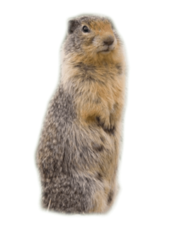 La marm&ograve;ta